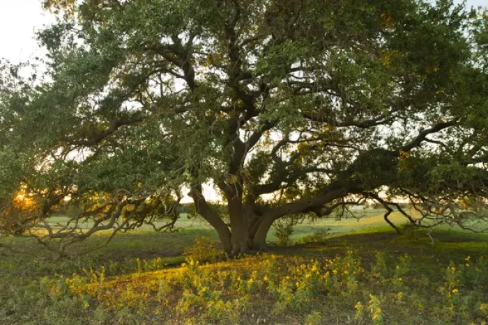 Framed Print : Liveoak (Querque virginianus) at sunset, central Texas Framed Print : Liveoak (Querque virginianus) at sunset, central Texas