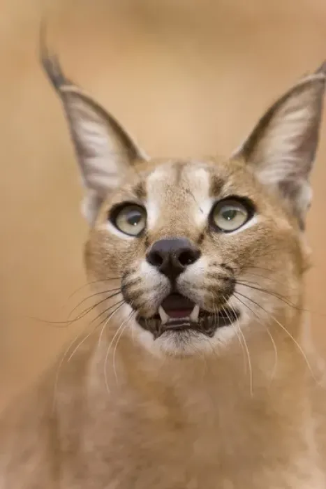 Framed Print : Livingstone, Zambia. Portrait of a Caracal