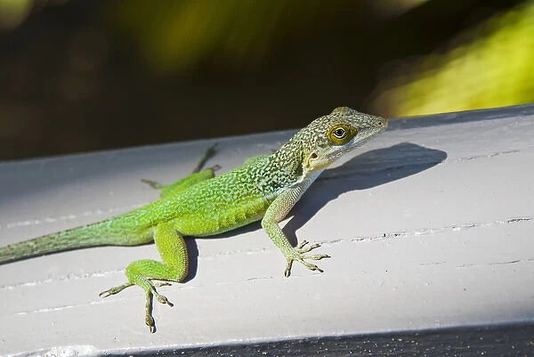 Lizard, Antigua, West Indies, Caribbean, Central America