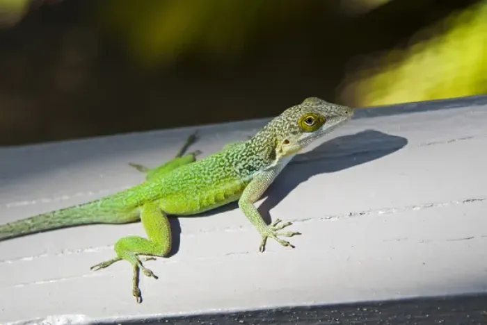 Framed Print : Lizard, Antigua, West Indies, Caribbean, Central America