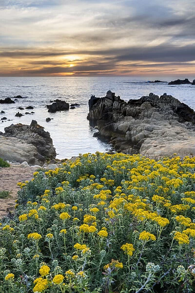 Lizard Tail Wildflowers leading the view to the sunset of Monterey Bay