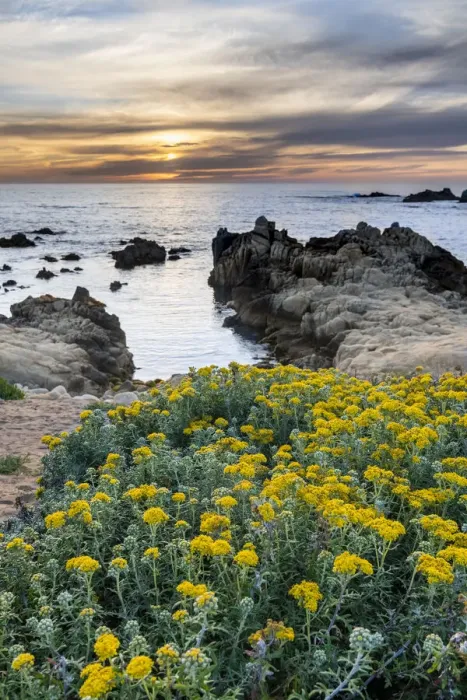 Framed Print : Lizard Tail Wildflowers leading the view to the sunset of Monterey Bay Framed Print : Lizard Tail Wildflowers leading the view to the sunset of Monterey Bay