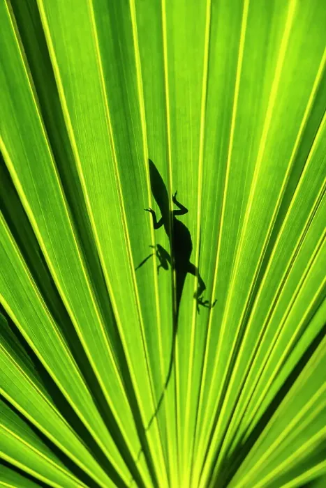 Framed Print : Lizard's shadow on saw palmetto frond Framed Print : Lizard's shadow on saw palmetto frond