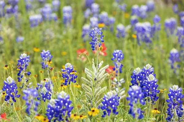 Llano, Texas, USA. Bluebonnet and other wildflowers in the Texas Hill Country