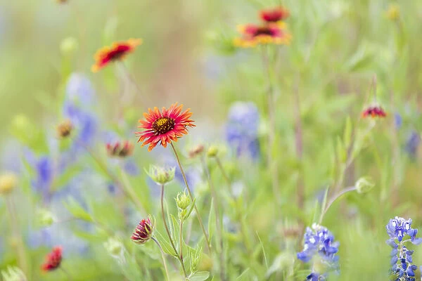 Llano, Texas, USA. Indian Blanket and Bluebonnet wildflowers in the Texas Hill Country