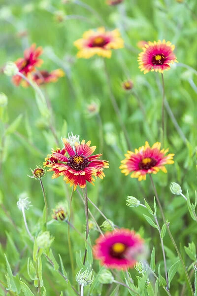 Llano, Texas, USA. Indian Blanket wildflowers in the Texas Hill Country