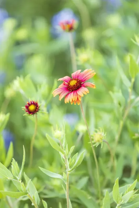 Framed Print : Llano, Texas, USA. Indian Blanket wildflowers in the Texas Hill Country Framed Print : Llano, Texas, USA. Indian Blanket wildflowers in the Texas Hill Country