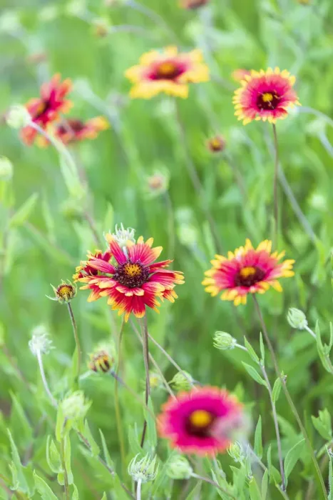 Framed Print : Llano, Texas, USA. Indian Blanket wildflowers in the Texas Hill Country Framed Print : Llano, Texas, USA. Indian Blanket wildflowers in the Texas Hill Country