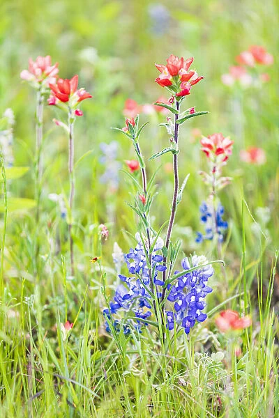 Llano, Texas, USA. Indian Paintbrush and Bluebonnet wildflowers in the Texas Hill Country