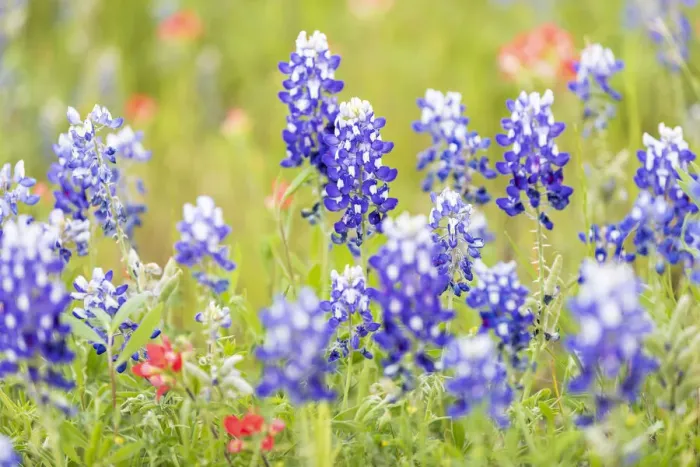 Framed Print : Llano, Texas, USA. Indian Paintbrush and Bluebonnet wildflowers in the Texas Hill Country Framed Print : Llano, Texas, USA. Indian Paintbrush and Bluebonnet wildflowers in the Texas Hill Country