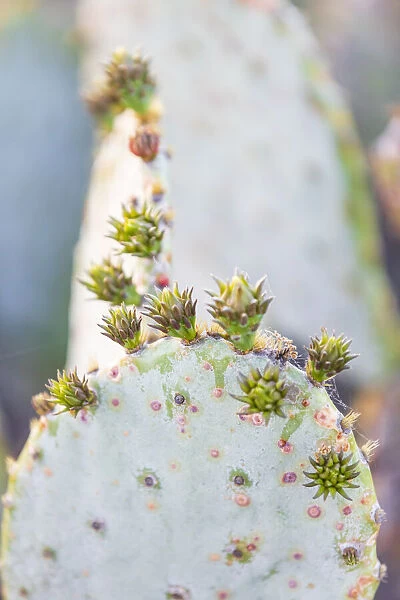 Llano, Texas, USA. Prickly pear cactus in the Texas Hill Country