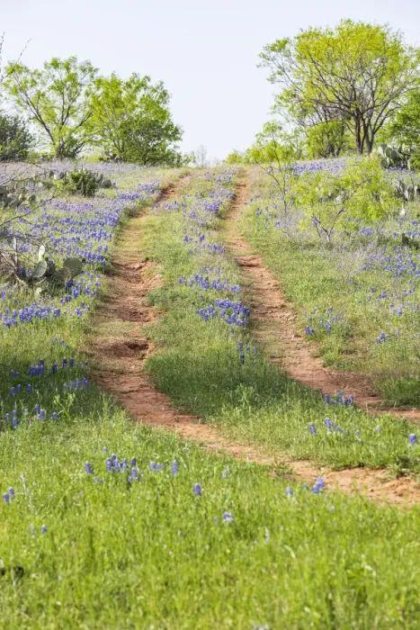 Framed Print : Llano, Texas, USA. Two rut road through bluebonnets in the Texas Hill Country Framed Print : Llano, Texas, USA. Two rut road through bluebonnets in the Texas Hill Country