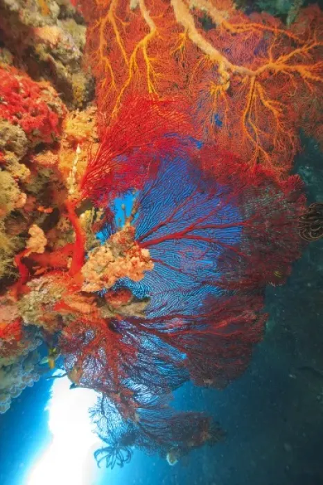 Framed Print : Llarge Gorgonian Sea Fans, Bligh Water, Viti Levu, Fiji, South Pacific Framed Print : Llarge Gorgonian Sea Fans, Bligh Water, Viti Levu, Fiji, South Pacific