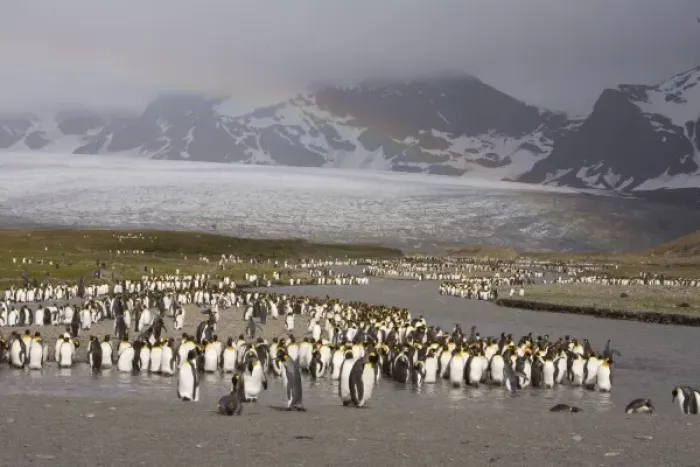 Framed Print : Loafing King penguins line the edge of a glacial melt river at St. Andrews Bay site Framed Print : Loafing King penguins line the edge of a glacial melt river at St. Andrews Bay site
