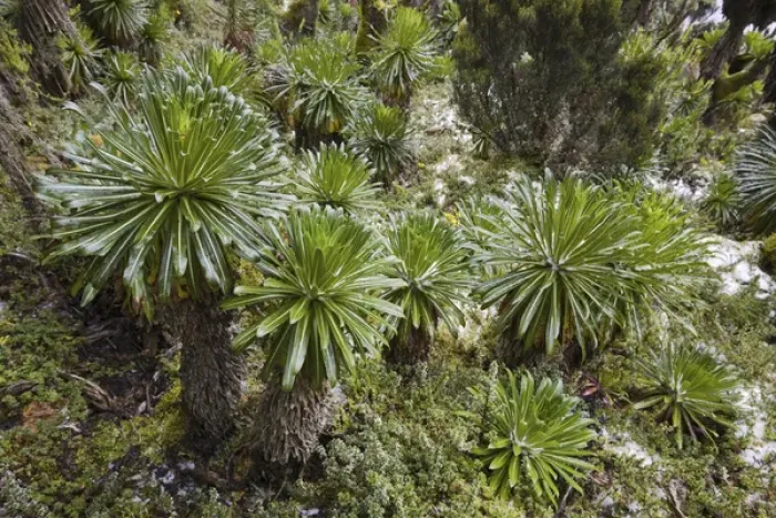 Framed Print : Lobelia wollastoni in fresh snow at 4200m, Ruwenzori, Uganda
