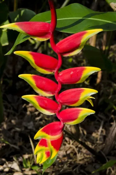Framed Print : Lobster Claw Heleconia (Heliconia rostrata), Waimea Valley Audubon Park, North Shore