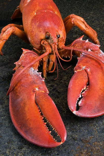 Lobster (Homarus americanus)