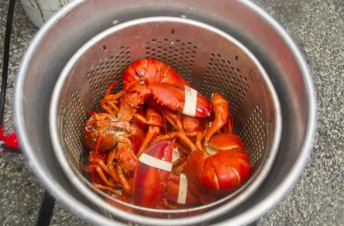Framed Print : Lobsters in the pot in Hancock, Maine, USA