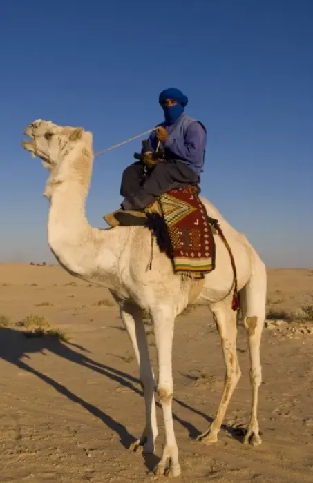 Framed Print : Local Bedouin man on camel ride in Douz in Sahara Desert in Tunisia Africa Framed Print : Local Bedouin man on camel ride in Douz in Sahara Desert in Tunisia Africa