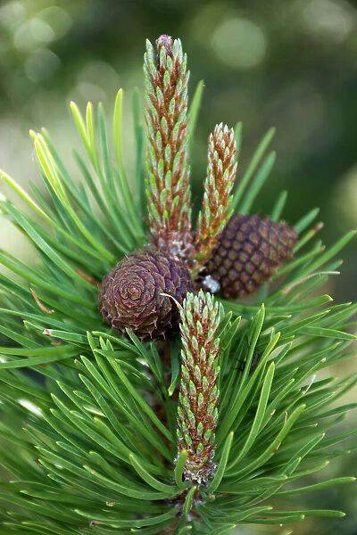 Lodgepole pine cones and catkins, Two Ribbons Trail, Yellowstone National Park, Wyoming, USA
