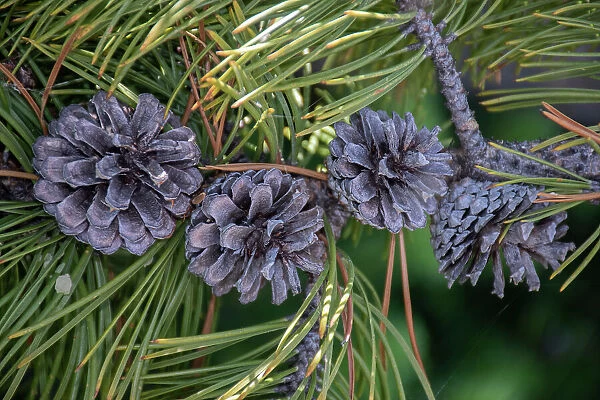 Lodgepole pine cones and needles, Lakeshore Trail, Colter Bay, Grand Tetons National Park, Wyoming, USA