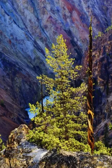 Framed Print : Lodgepole Pine and Grand Canyon of the Yellowstone, Yellowstone National Park, Wyoming Framed Print : Lodgepole Pine and Grand Canyon of the Yellowstone, Yellowstone National Park, Wyoming