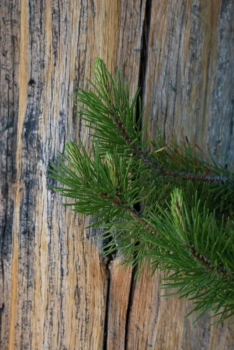 Framed Print : Lodgepole pine, Lakeshore Trail, Colter Bay, Grand Tetons National Park, Wyoming, USA