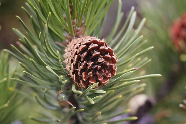 Lodgepole pine and pine cone, Yellowstone National Park, Wyoming