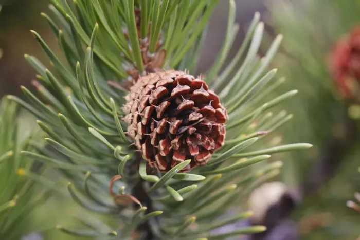Framed Print : Lodgepole pine and pine cone, Yellowstone National Park, Wyoming Framed Print : Lodgepole pine and pine cone, Yellowstone National Park, Wyoming