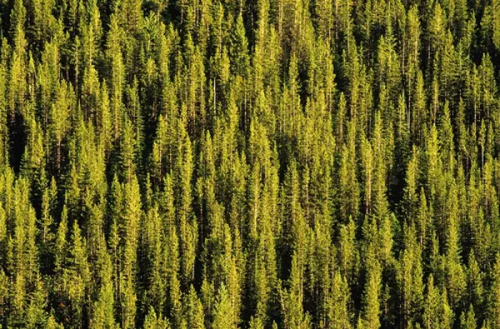 Framed Print : Lodgepole & Tamarack Forest in Montana Framed Print : Lodgepole & Tamarack Forest in Montana