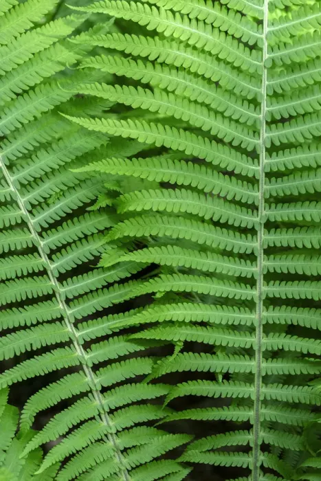 Framed Print : Log fern, Wood Fern Framed Print : Log fern, Wood Fern