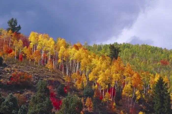 Framed Print : Logan Canyon in Utah in autumn with passing storm