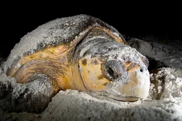 Framed Print : Loggerhead sea turtles, Caretta caretta, are threatened species under the Endangered Species Act