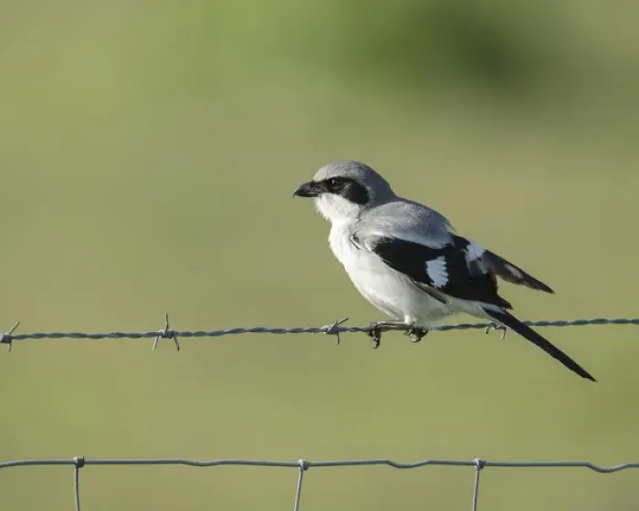 Framed Print : Loggerhead Shrike adult looking for food, Lanius ludovicianus, Celery fields, Sarasota