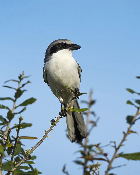 Loggerhead Shrike on lookout after feeding young, Lanius ludovicianus, Celery fields