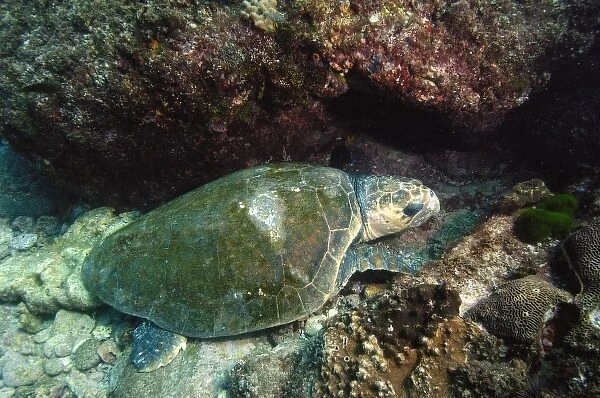 Loggerhead Turtle (Caretta caretta) off of North Stradbroke Island. Queensland. Australia