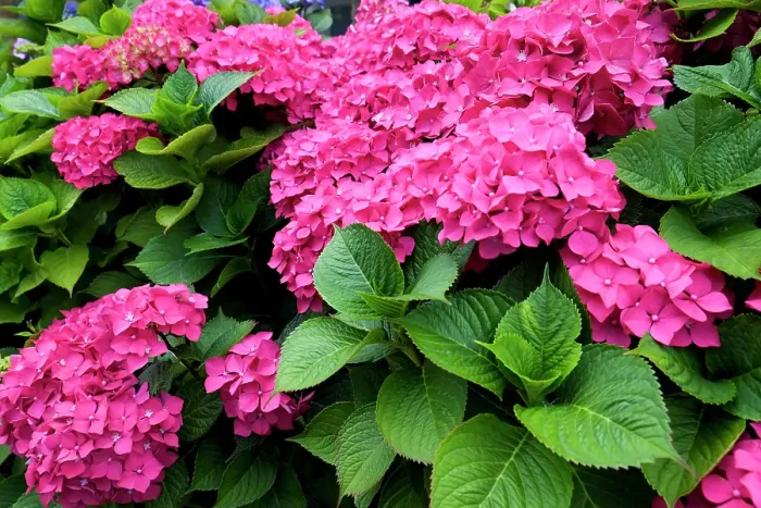 Framed Print : London, England, Great Britain. English garden flowers. Pink Hydrangeas Framed Print : London, England, Great Britain. English garden flowers. Pink Hydrangeas