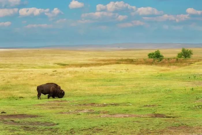 Framed Print : Lone bison is grazing on the green grass in the yellow grasslands of South Dakota