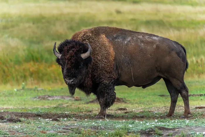 Framed Print : Lone bison, powerful to look at, is looking down before grazing Framed Print : Lone bison, powerful to look at, is looking down before grazing