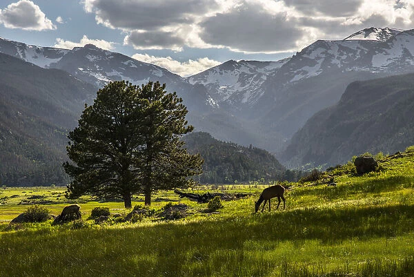 A lone deer grazes in the security of Rocky Mountain National Park in the Colorado Rocky