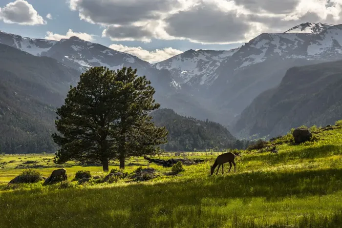 Framed Print : A lone deer grazes in the security of Rocky Mountain National Park in the Colorado Rocky Framed Print : A lone deer grazes in the security of Rocky Mountain National Park in the Colorado Rocky