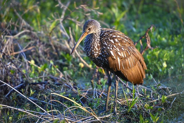 Lone juvenile limpkin posing in the early morning light