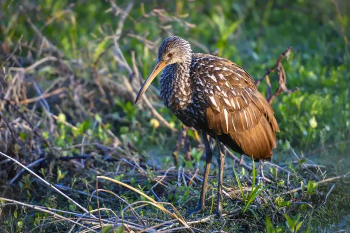 Framed Print : Lone juvenile limpkin posing in the early morning light