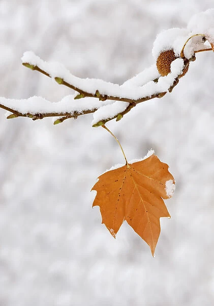 Lone leaf clings to a snow-covered sycamore tree branch