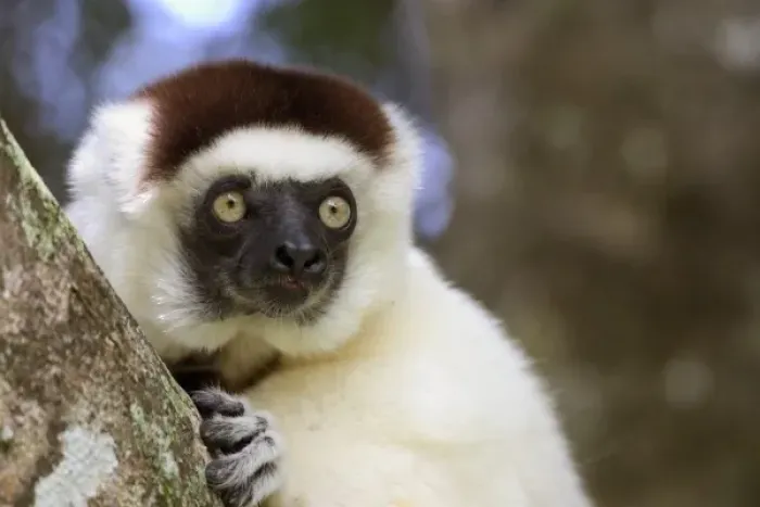 Framed Print : Lone Male Verreauxs Sifaka at the Nahampoana Reserve