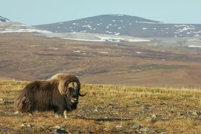 Framed Print : Lone musk ox bull on the arctic tundra of the Seward Peninsula, Alaska Framed Print : Lone musk ox bull on the arctic tundra of the Seward Peninsula, Alaska