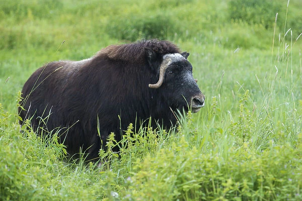 A lone muskox standing in thick, tall, green grass