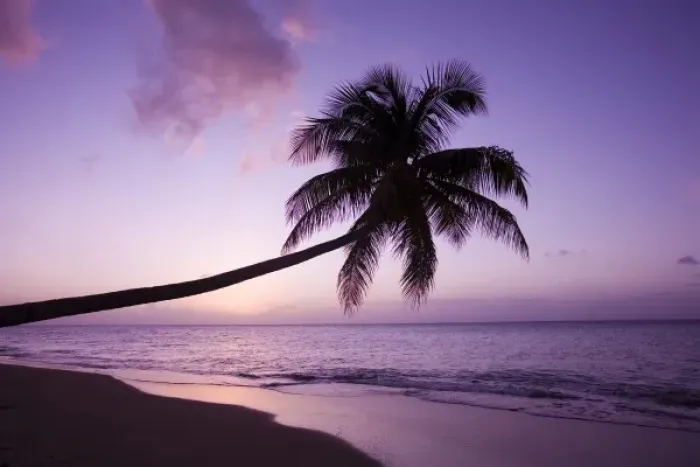 Framed Print : Lone palm tree at sunset, Coconut Grove beach at Cades Bay
