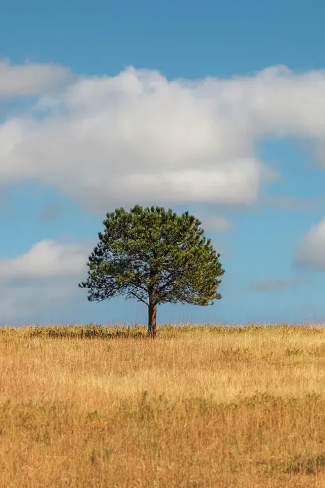 Framed Print : Lone tree, autumn, fall Framed Print : Lone tree, autumn, fall