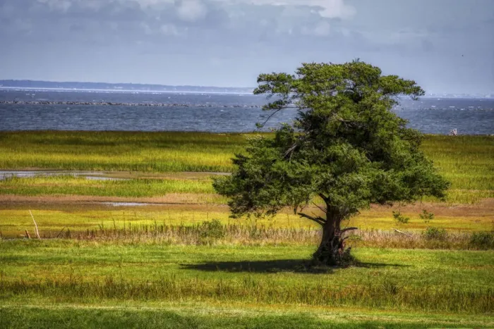 Framed Print : Lone Tree in Coastal Marshland Framed Print : Lone Tree in Coastal Marshland